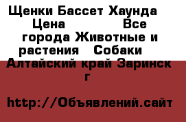 Щенки Бассет Хаунда  › Цена ­ 25 000 - Все города Животные и растения » Собаки   . Алтайский край,Заринск г.